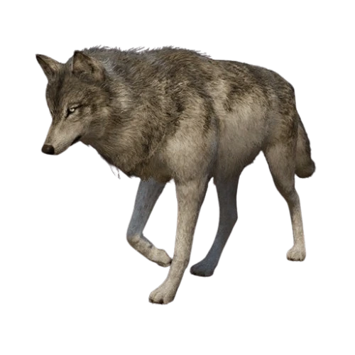 Gray Wolf